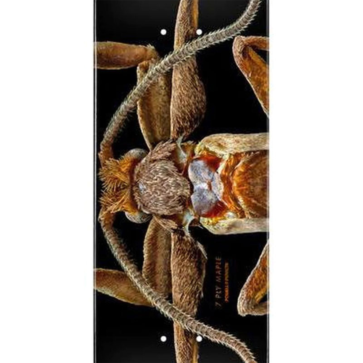 Powell Peralta Levon Biss Marion Flightless Moth F | Skatestore